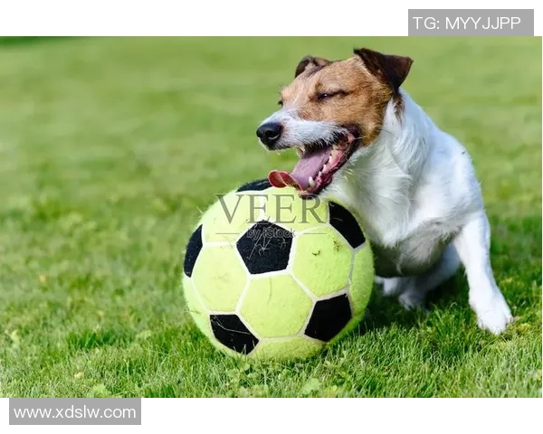 臣服足球狗的奇妙冒险与成长之路探索球场上的忠诚与友谊